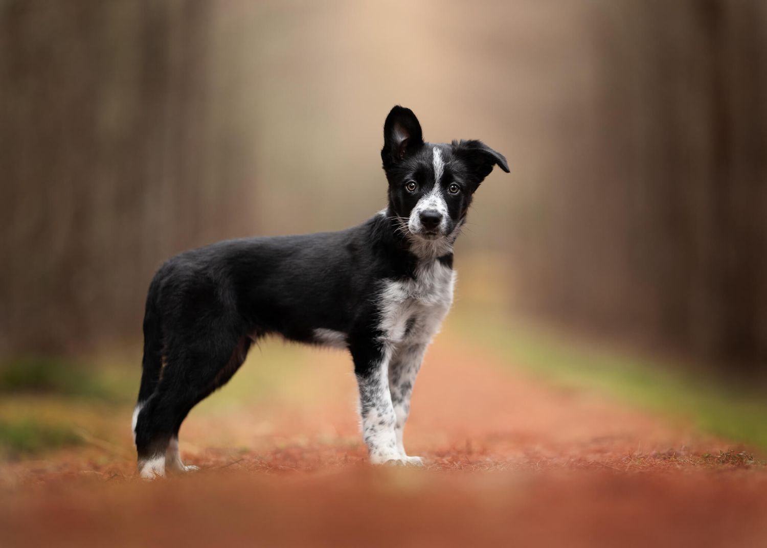 A young black and white Border Collie puppy stands alert on a dirt path in a forest.