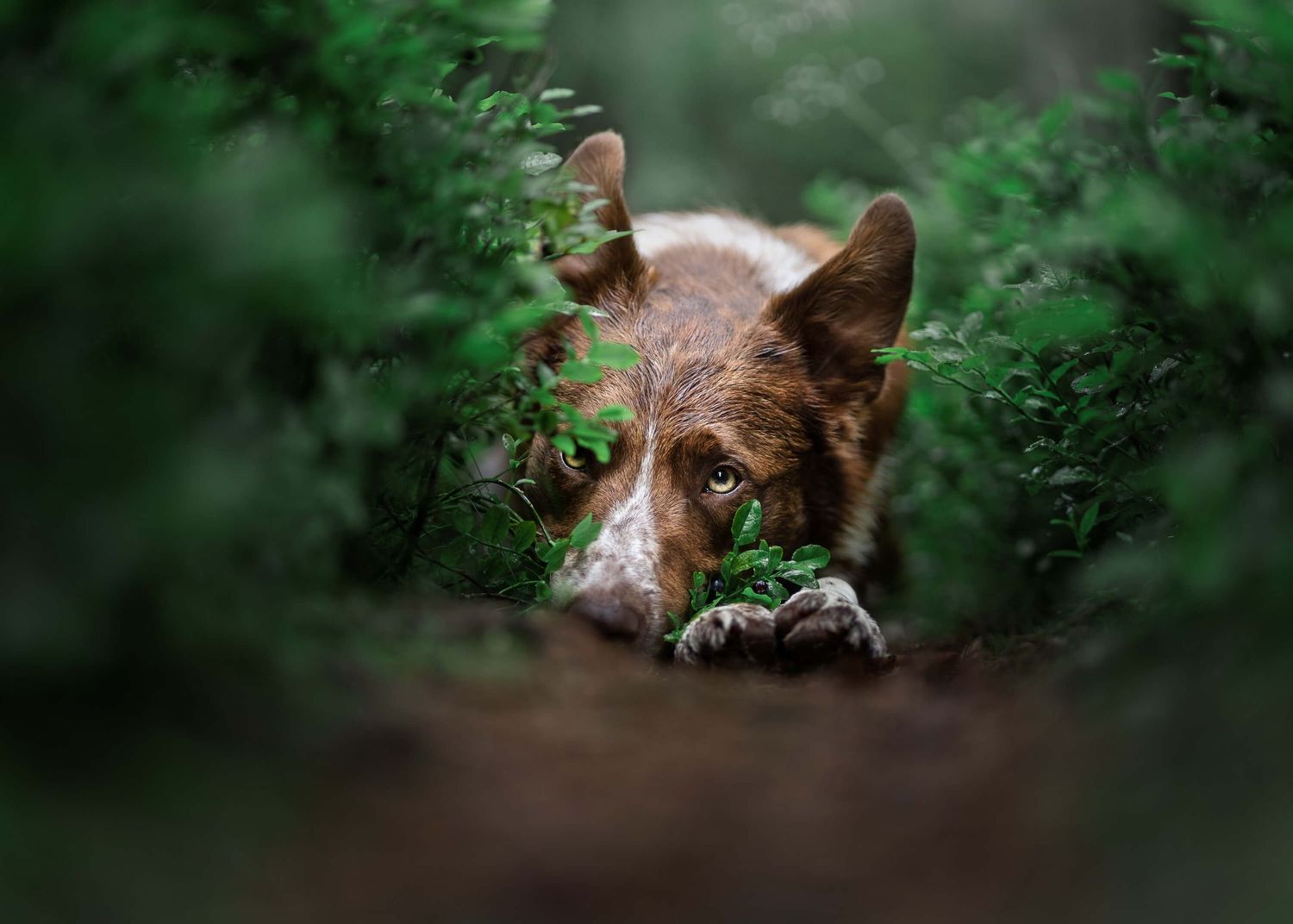Brown and white dog peeking through dense green foliage with paws visible.