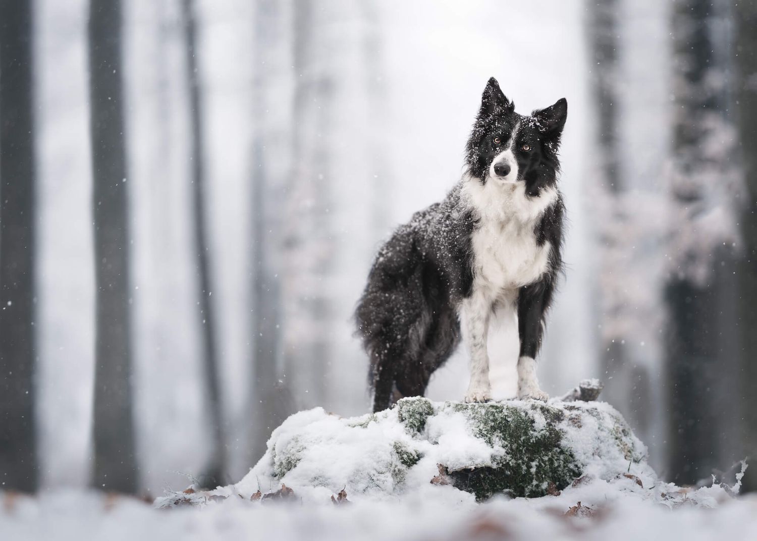 A fluffy black and white Border Collie stands proudly on a snow-covered rock in a misty winter forest.