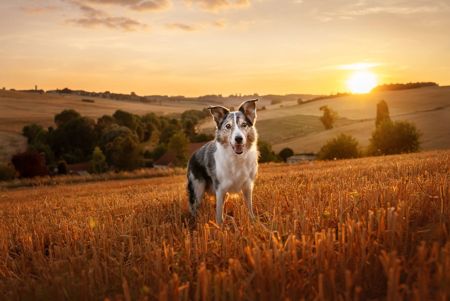 Blue Merle Border Colle standing in a golden wheat field in South France at sunset with rolling hills.