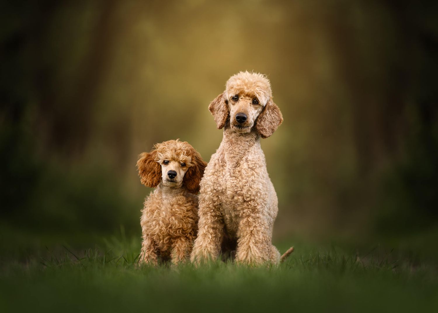Two fluffy apricot poodles, one large and one small, sit together on green grass in a forest setting.
