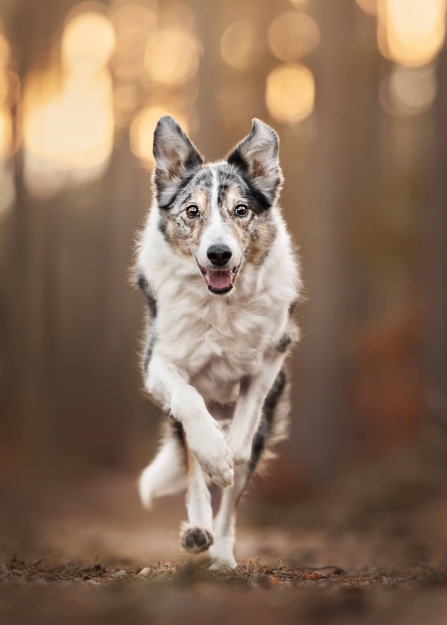A blue merle Border Collie runs joyfully through a sunlit earthy forest path toward the camera with orange bokeh in the background.