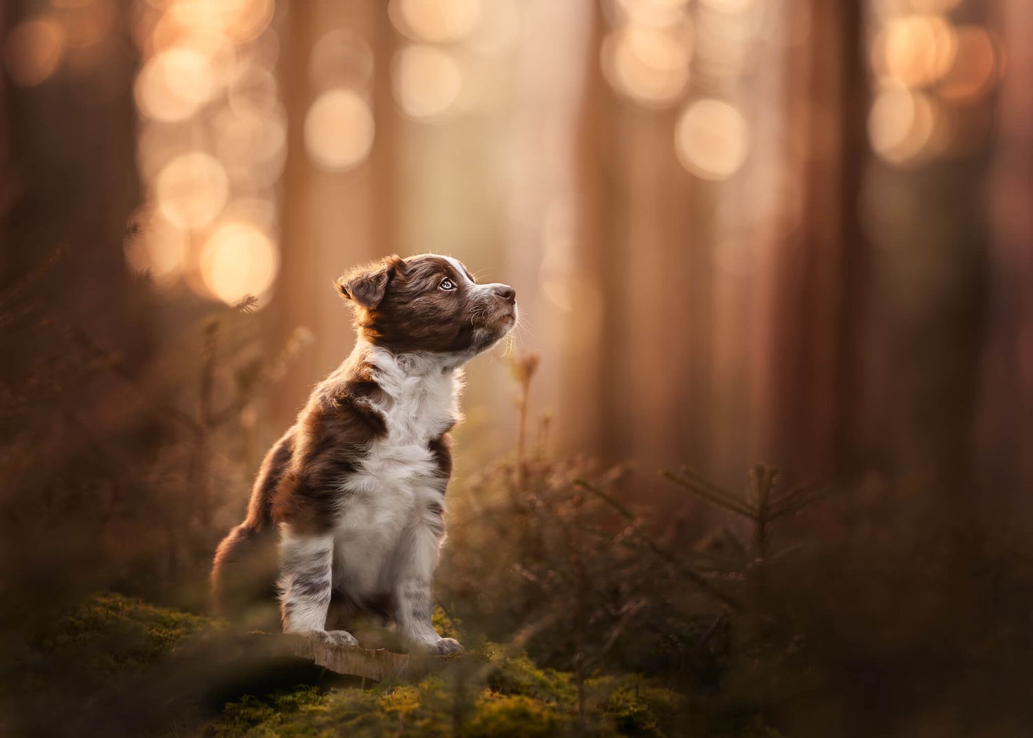 A small brown and white puppy sits upright on moss, gazing upward in a warm, reddish, golden bokeh forest.