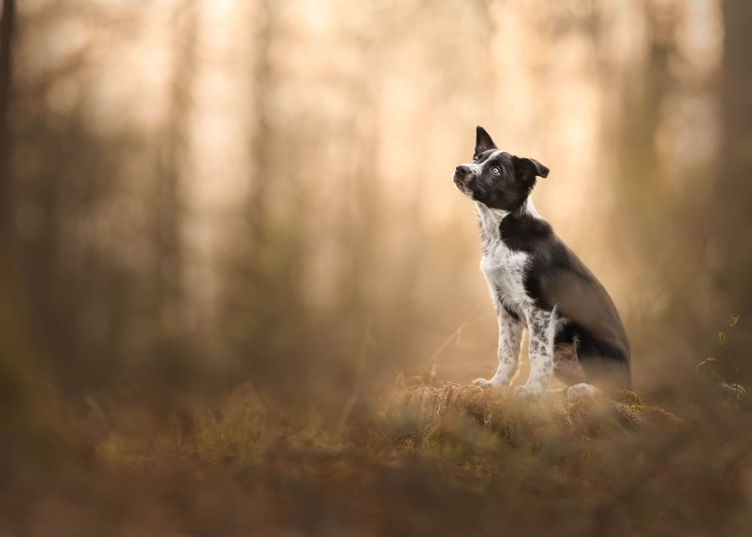 Black and white Border Collie puppy sits attentively in a misty autumn forest with golden bokeh background.