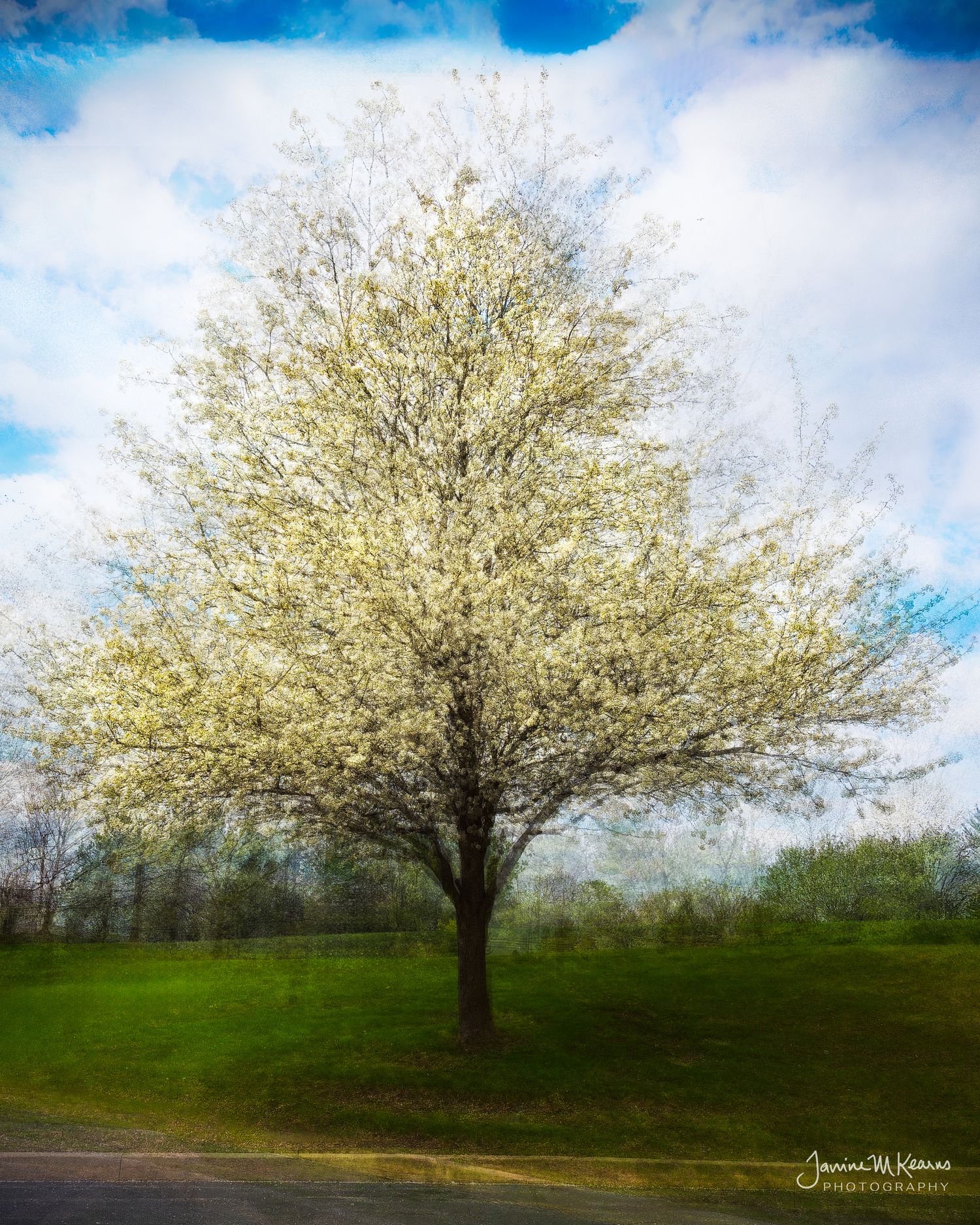 Bradford Pear, Pep Ventosa 