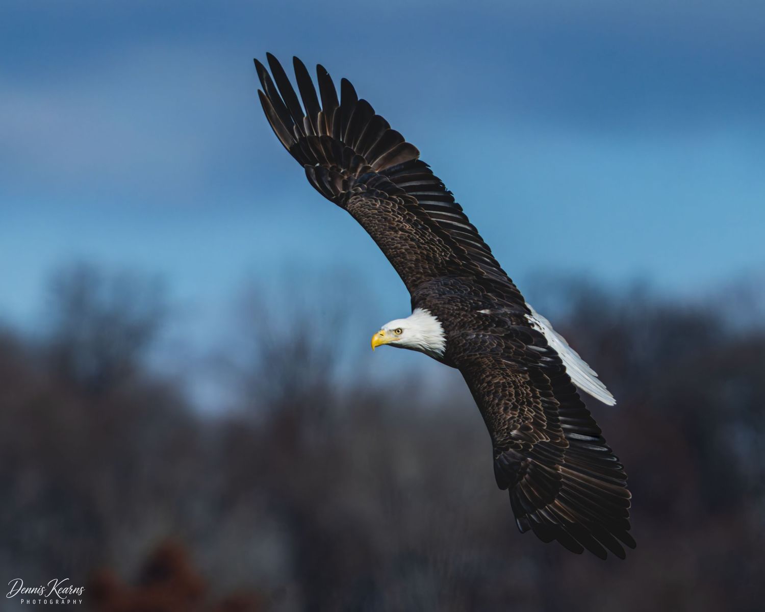 Bald eagle soaring in flight against a blue sky, wings fully spread, showcasing its white head and yellow beak.