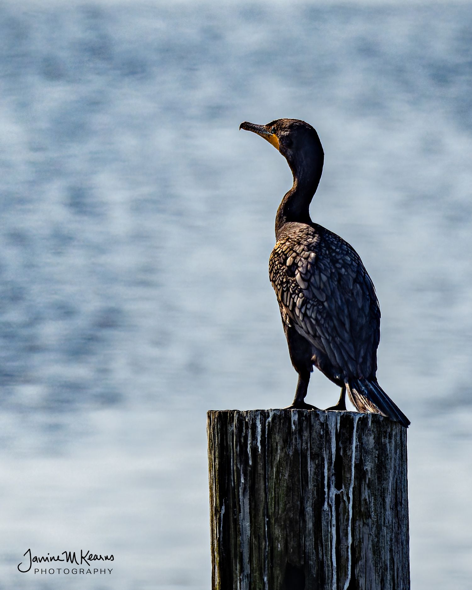 A dark cormorant bird perched on a weathered wooden post with calm blue water in the background.