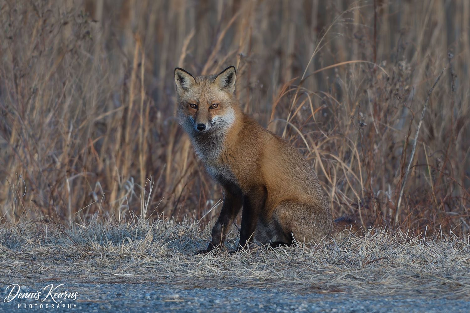 A red fox sits alert among by dry grass and brush in soft winter light.
