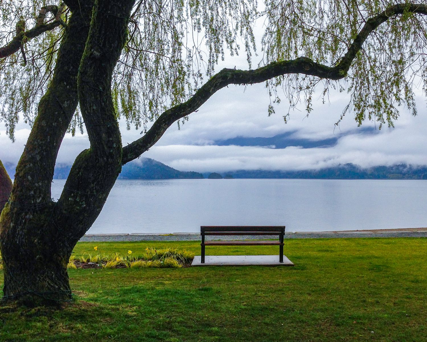 A wooden bench sits under a willow tree overlooking Harrison lake with misty mountains in the background.
