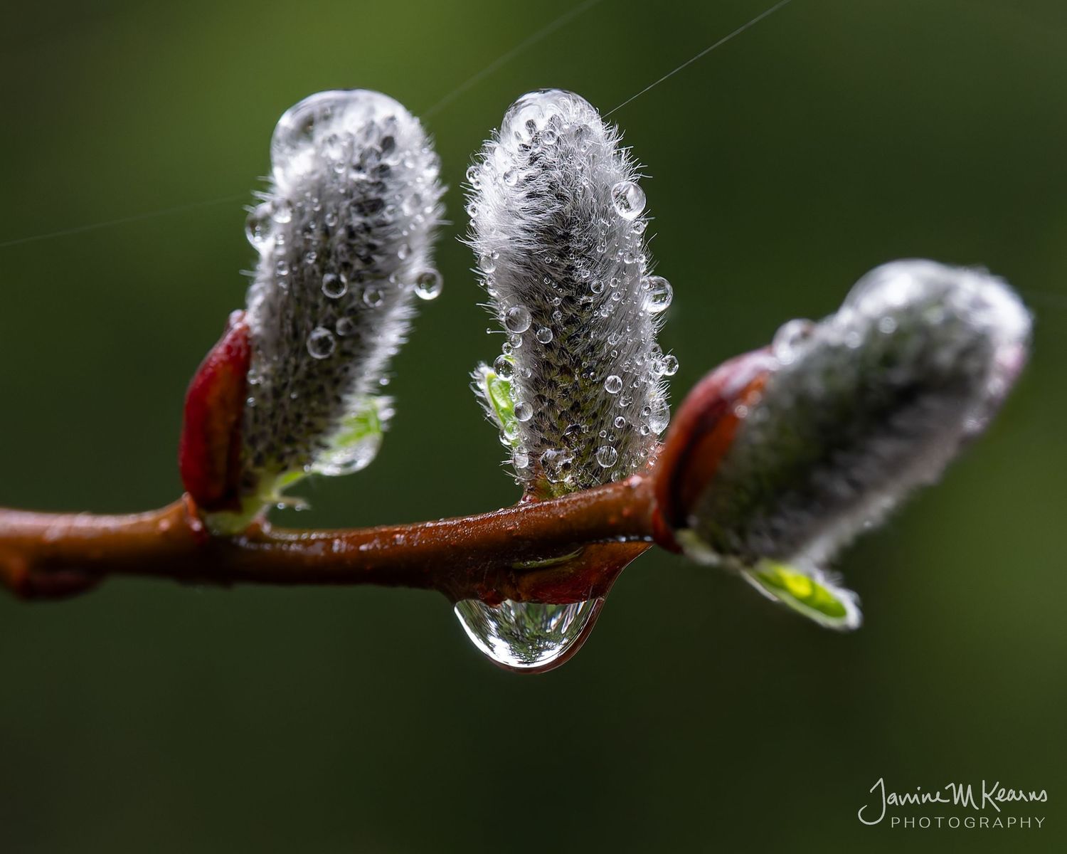 Macro photo of fuzzy pussy willow buds with water droplets on red branch against green background.