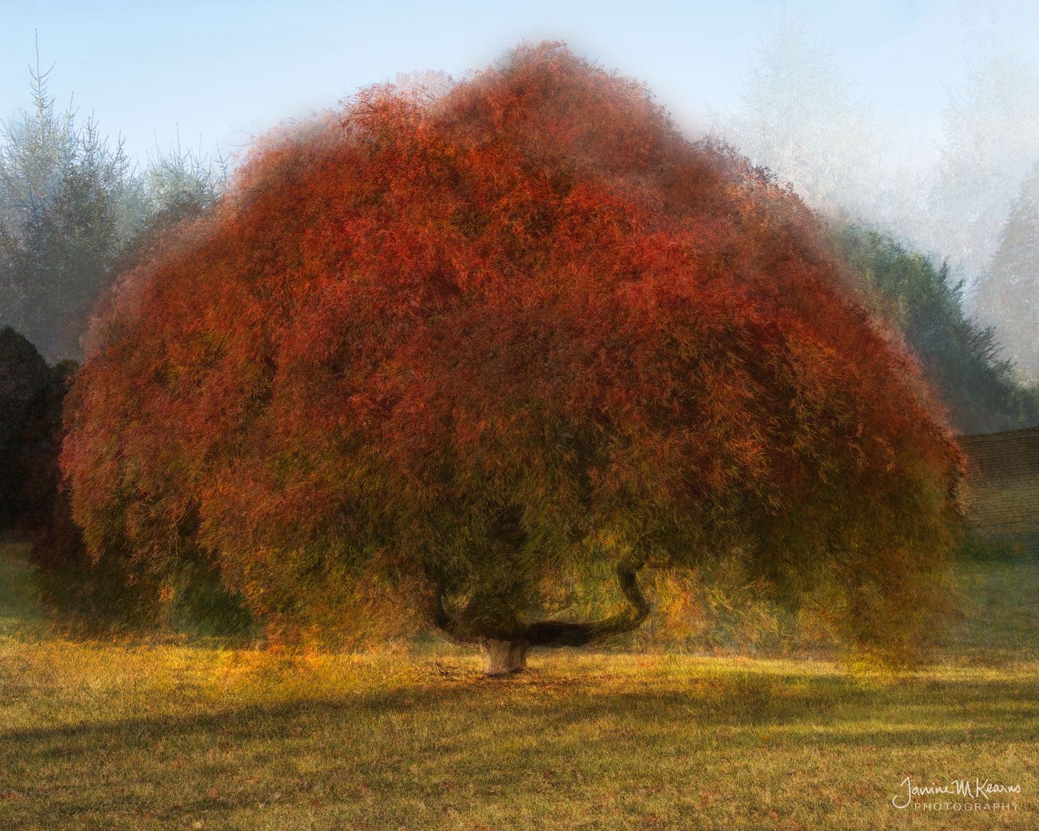 Japanese Maple, Pep Ventosa 