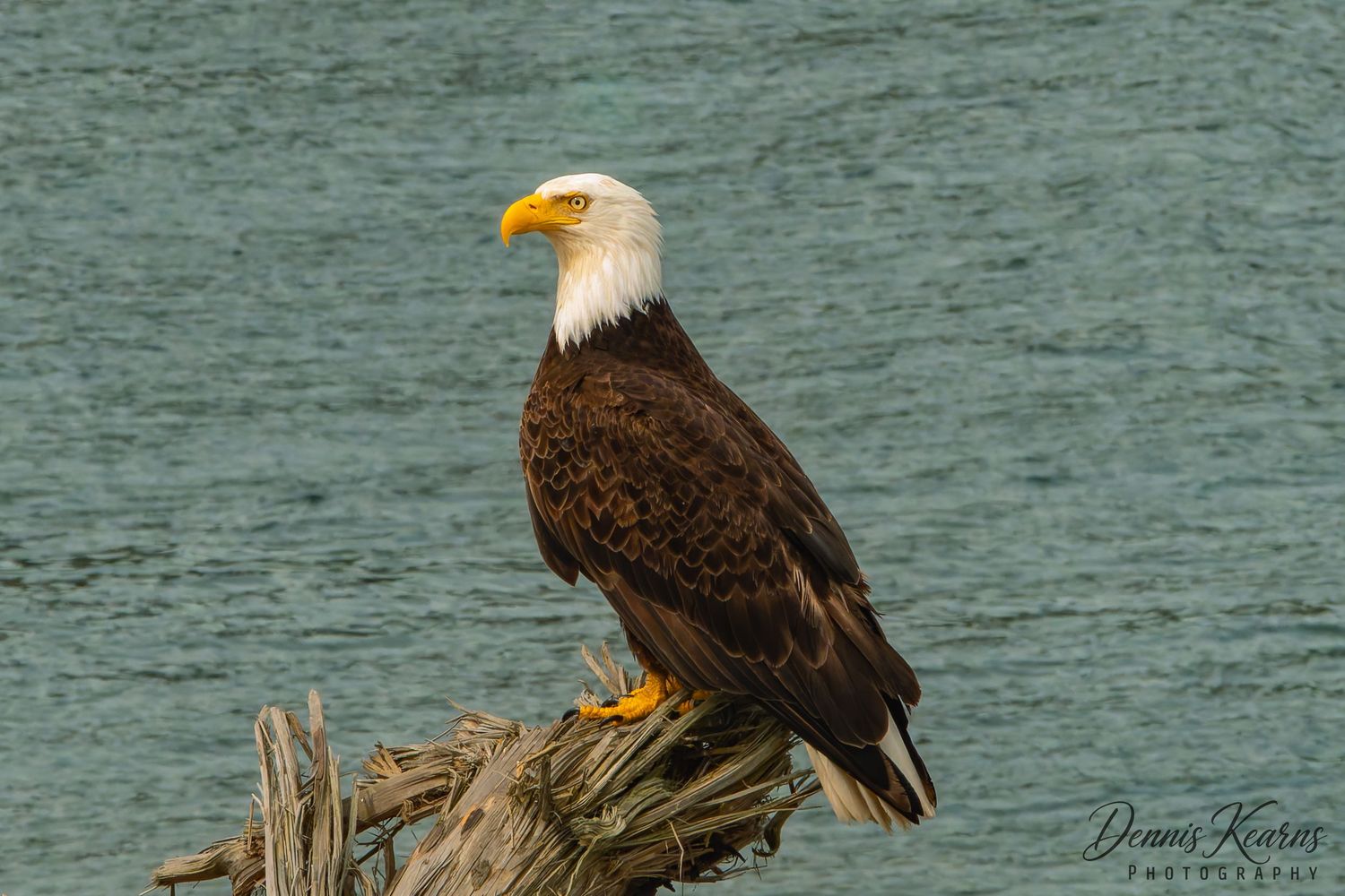 A majestic bald eagle perched on driftwood at Keystone Ferry Landing on Whidbey Island, showcasing its white head and brown plumage.