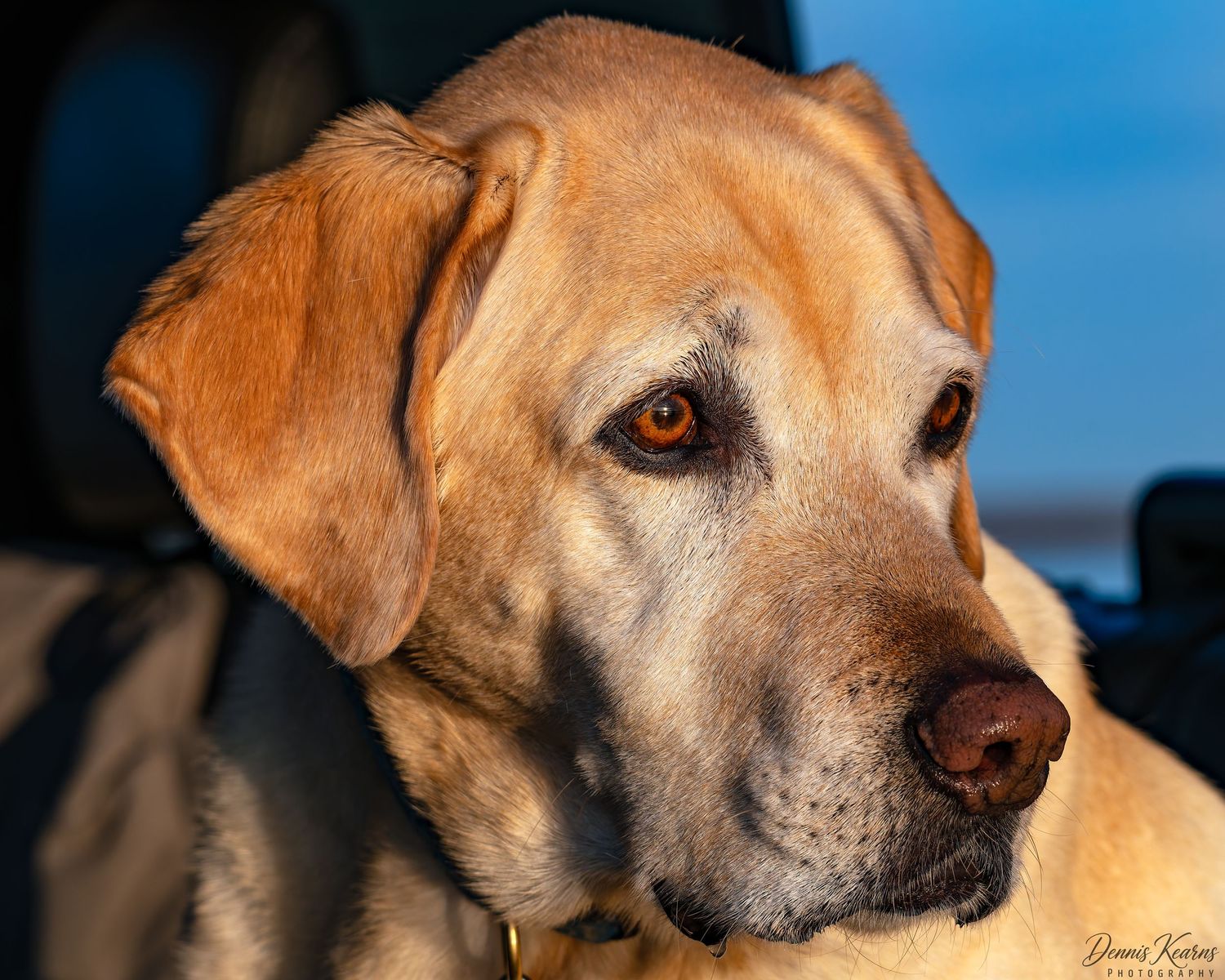 Close-up portrait of a golden Labrador Retriever with amber eyes, photographed in warm sunset light inside a vehicle.