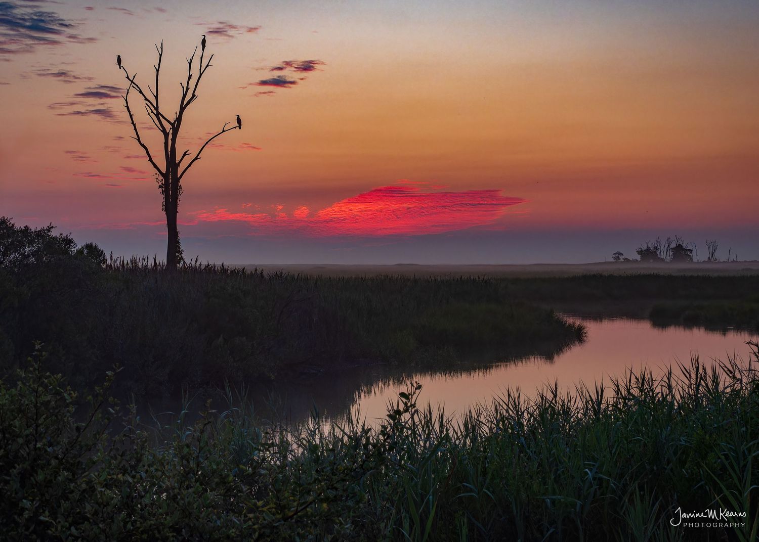 Vibrant sunset over a misty marshland with a bare tree silhouette and winding creek reflecting red and orange hues.