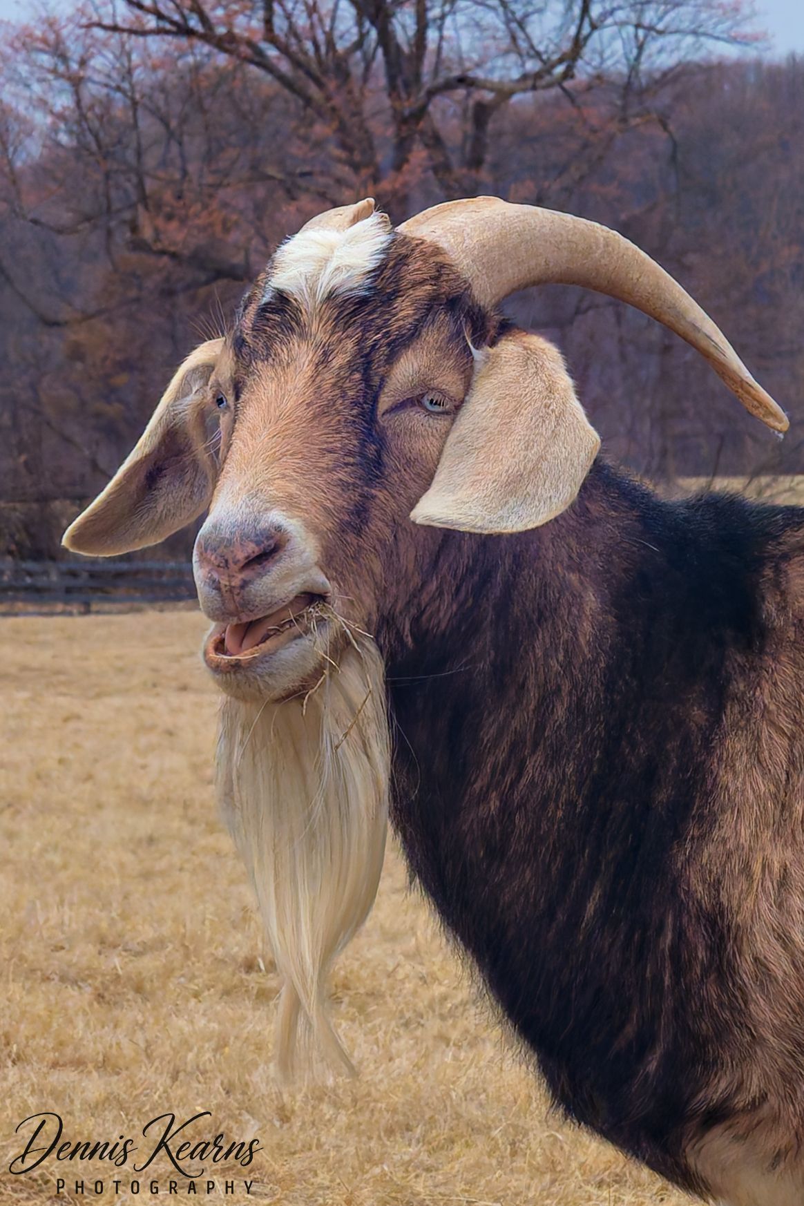 A brown and black goat with long curved horns and a beard stands in a dry field with bare trees in the background.