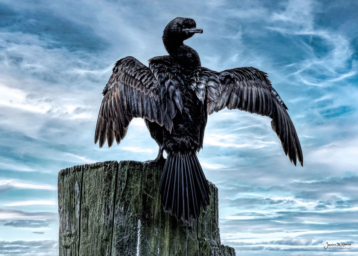 A black cormorant spreads its wings wide atop a weathered wooden post against a dramatic cloudy blue sky. Whidbey Island, Washington
