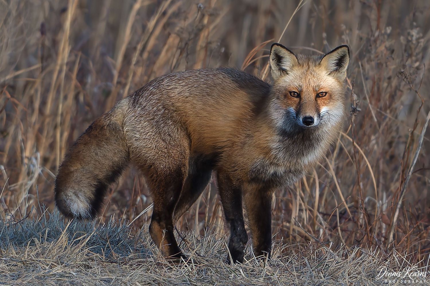 A red fox stands alert in a natural habitat surrounded by dry grass and brush in soft winter light.