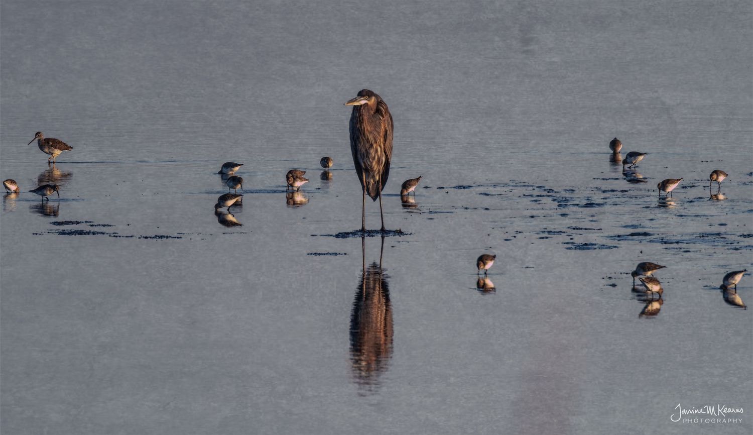 A great blue heron stands reflected in shallow water surrounded by small shorebirds at dusk.