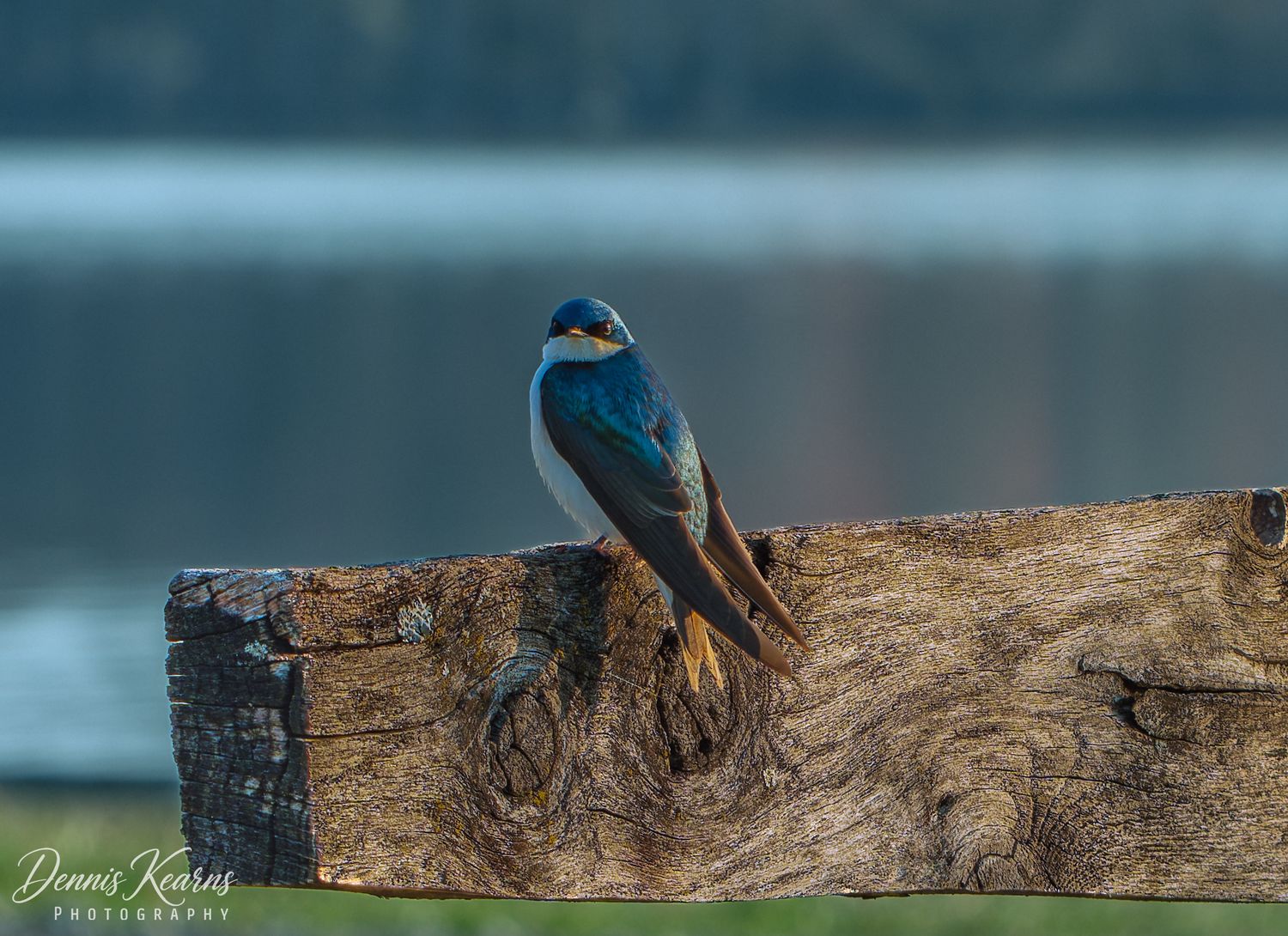 A vibrant tree swallow perched on a weathered wooden post near a serene lake, showcasing its iridescent blue-green plumage.