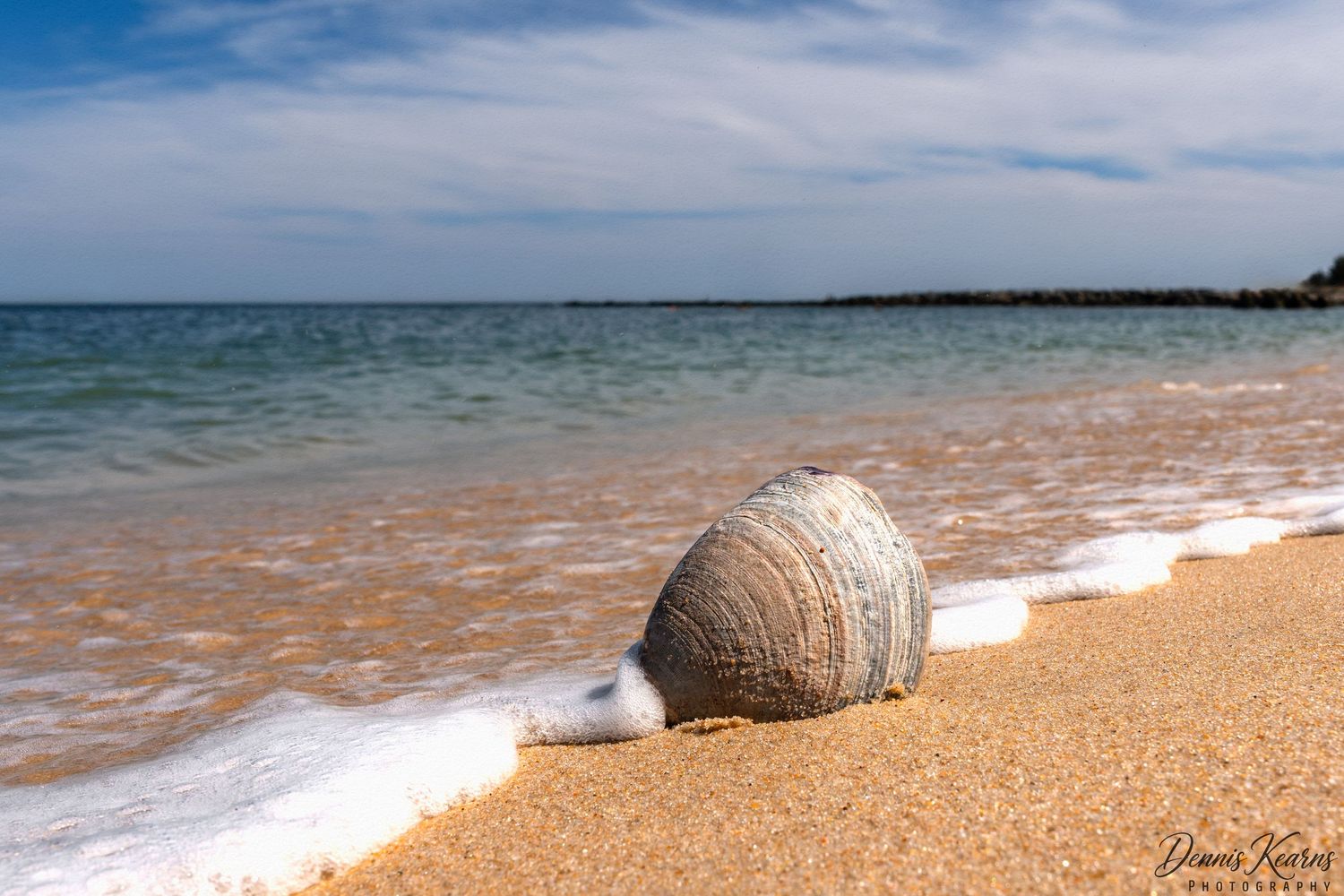 A weathered shell resting on golden sandy beach shore standing  strong  against the incoming ocean waves.