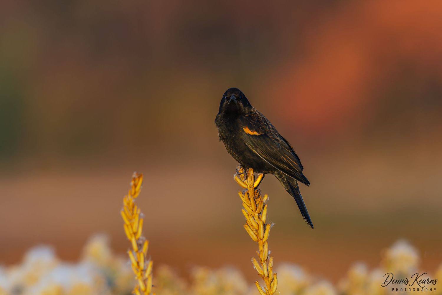 A redwing blackbird perches atop golden wildflowers against a blurred autumn background in warm orange and red tones.