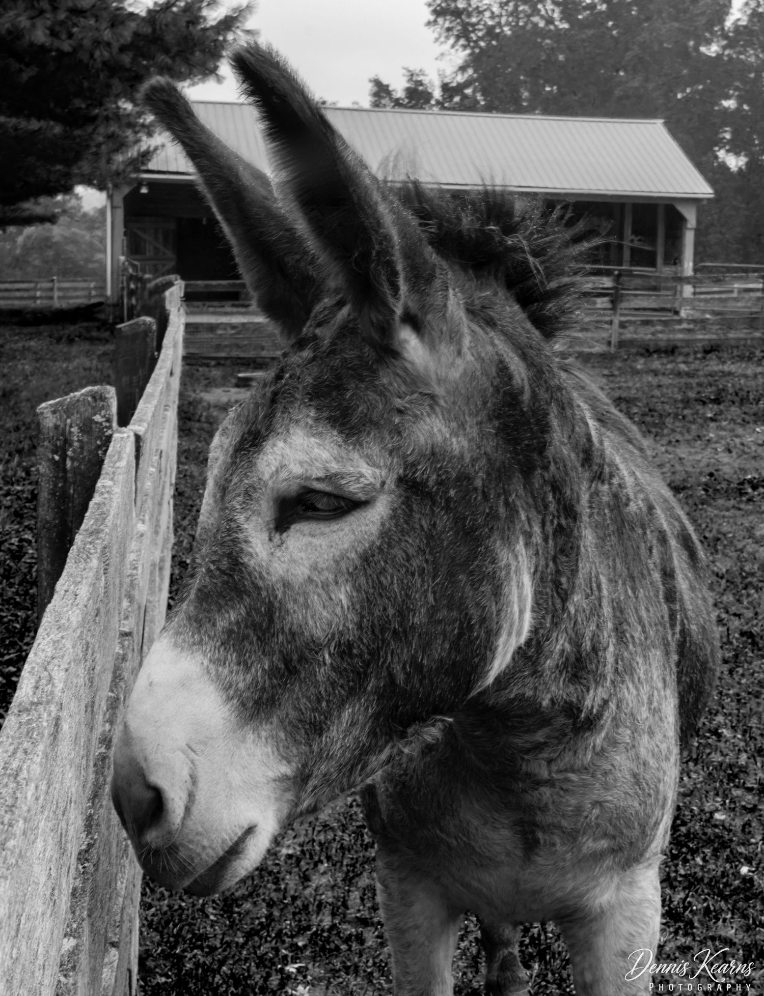 Black and white photo of a henry the donkey standing by a wooden fence with a barn in the background at Springton Manor Farm.