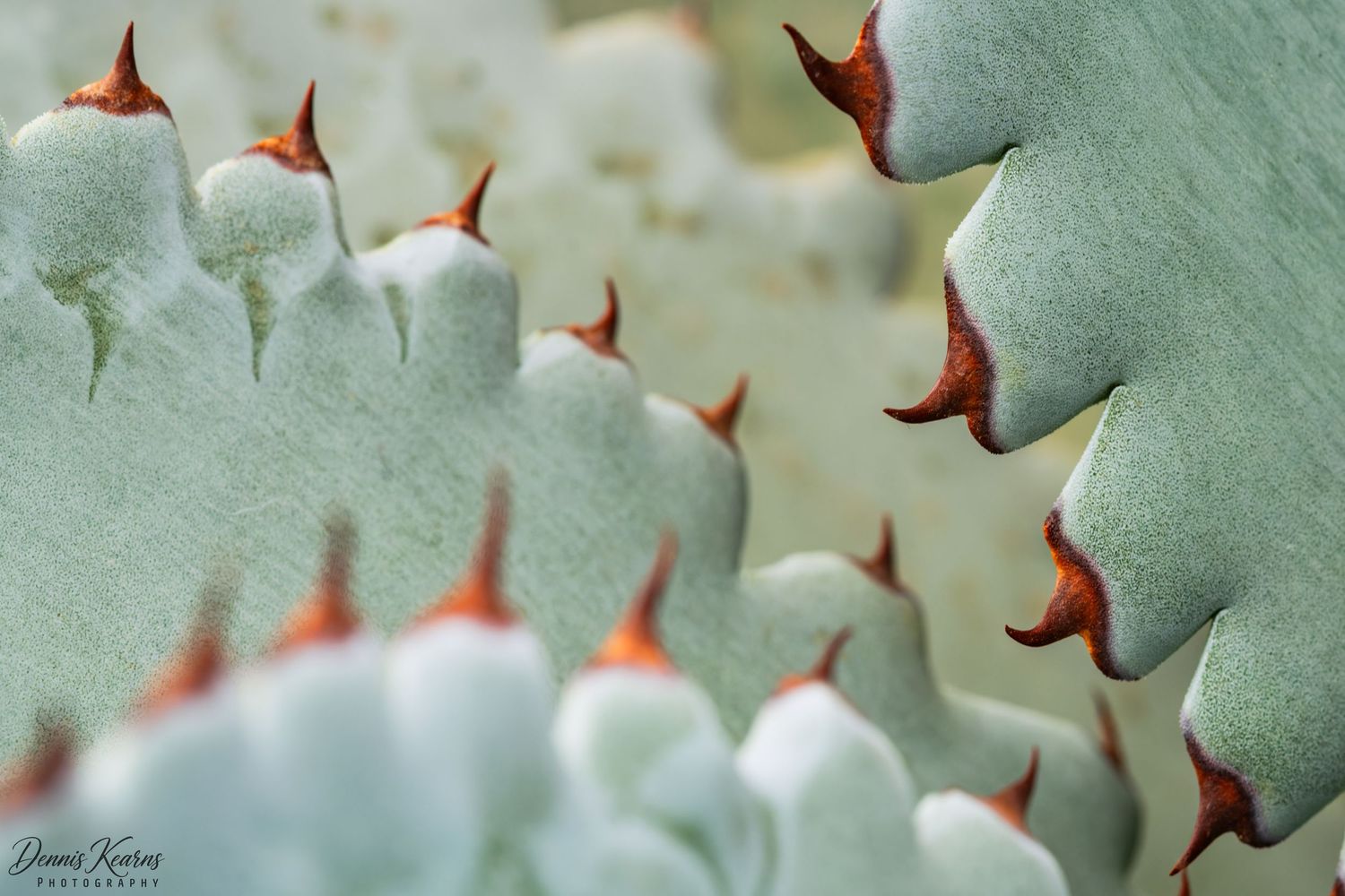 Close-up macro photo of an agave plant with sharp reddish-brown spines along its edges.