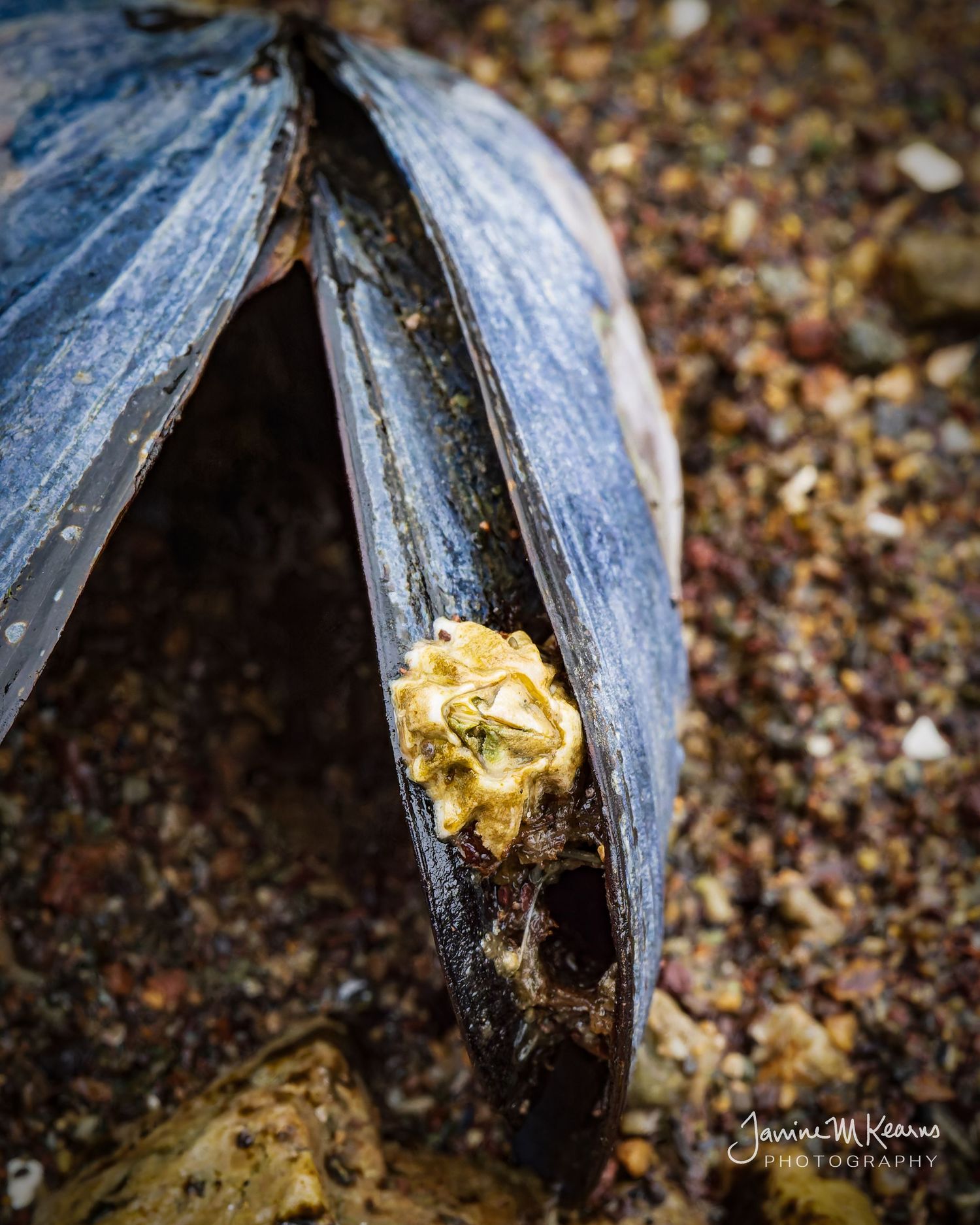 Close-up of a Barnacle on a blue mussel shell on sandy beach..