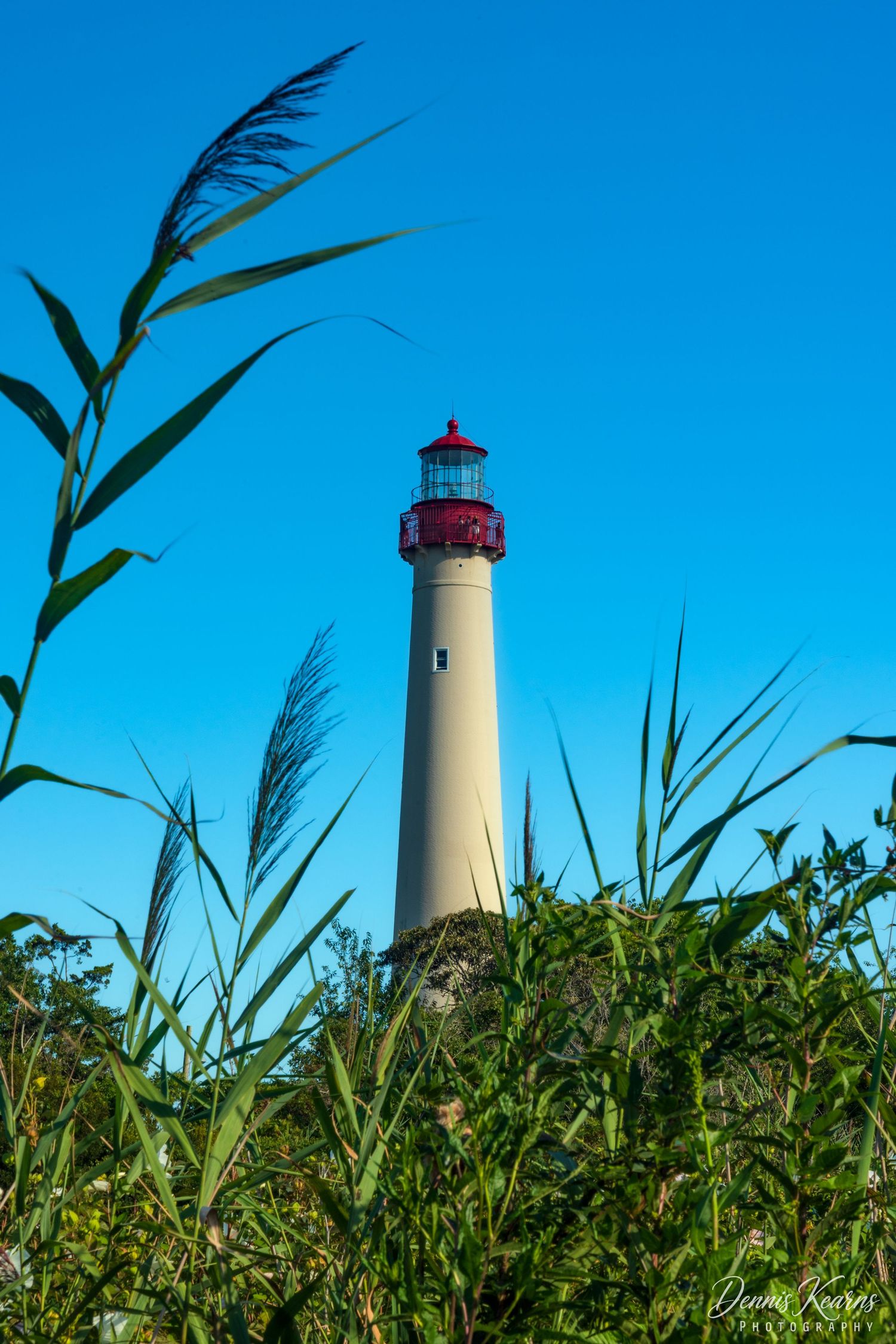 Tall white lighthouse with red top rises above lush green reeds against a clear blue sky.