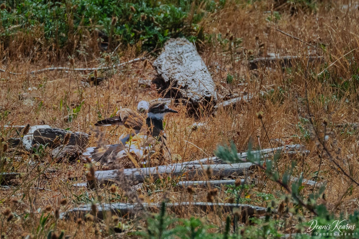 A Killdeer performing a broken wing dance to protect it's nest, surrounded by brown vegetation and scattered rocks.