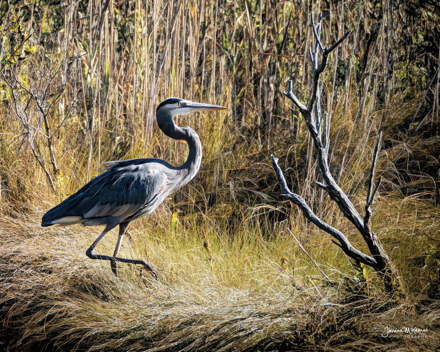 A great blue heron stands among tall golden grasses near bare branches in a natural wetland habitat. Gordon's Pond Rehoboth Beach, Delaware