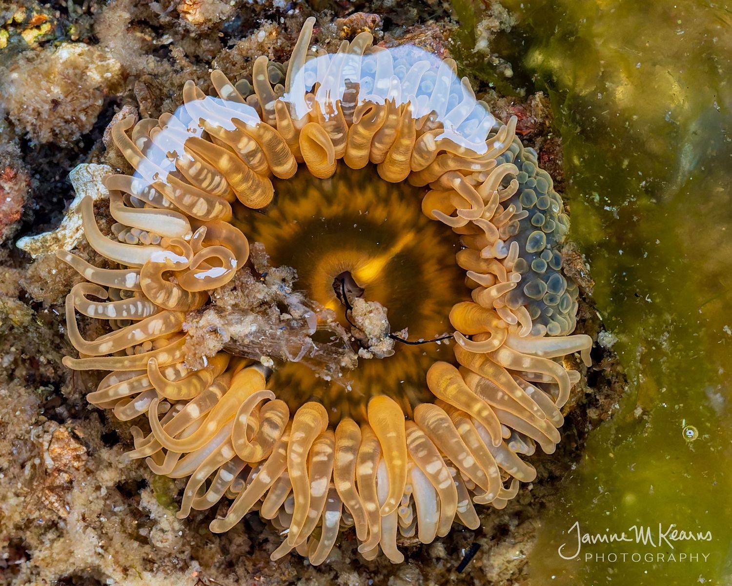 Painted sea anemone with circular tentacles fully extended on underwater rocky reef surface.