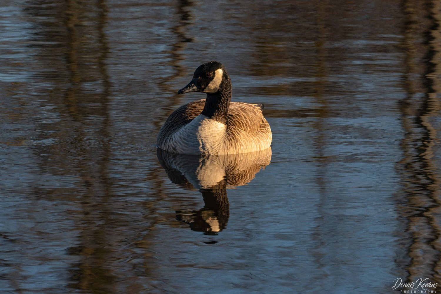 A Canada goose with black head and white chin patch floating serenely on calm reflective water.
