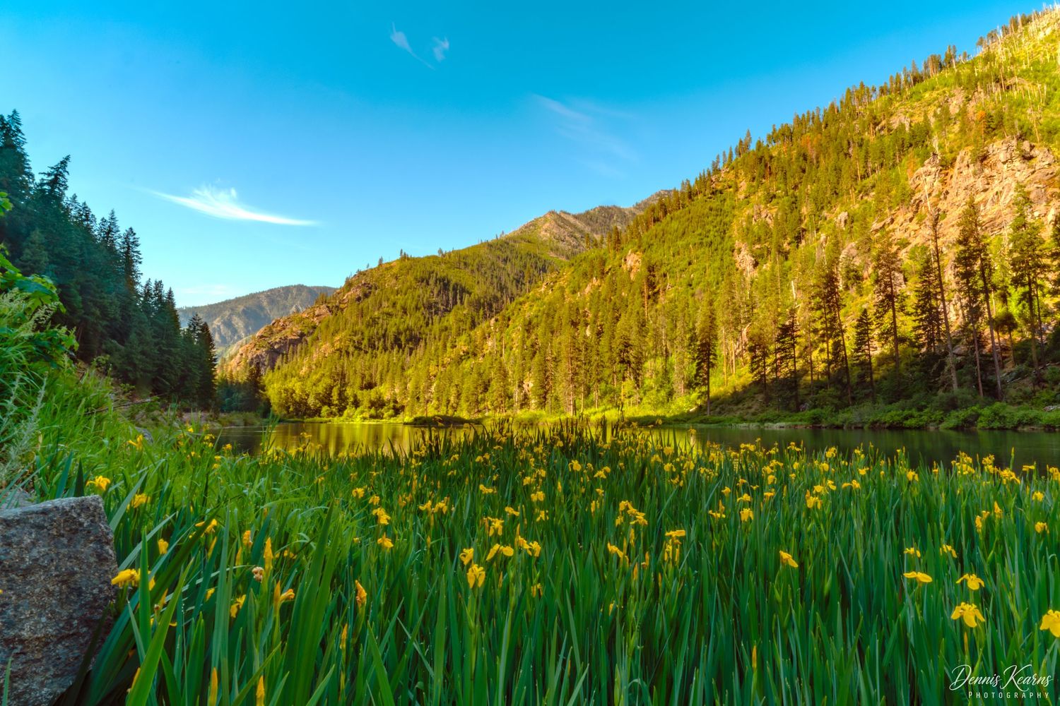 Vibrant yellow wildflowers bloom beside a Jolanda Lake WA  surrounded by lush green pine forests under a clear blue sky.