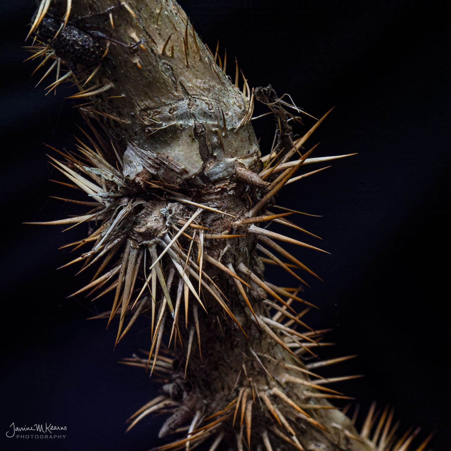Extreme macro photograph of a thorny Devils Club stem with sharp spikes against dark background.