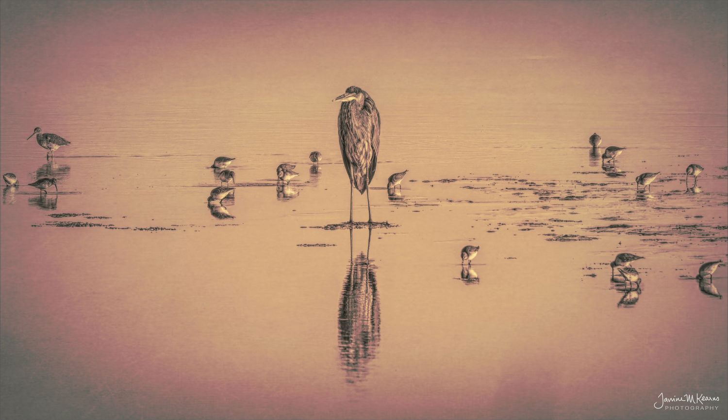 A great blue heron stands still in shallow water at sunset, surrounded by small shorebirds with a perfect reflection below.