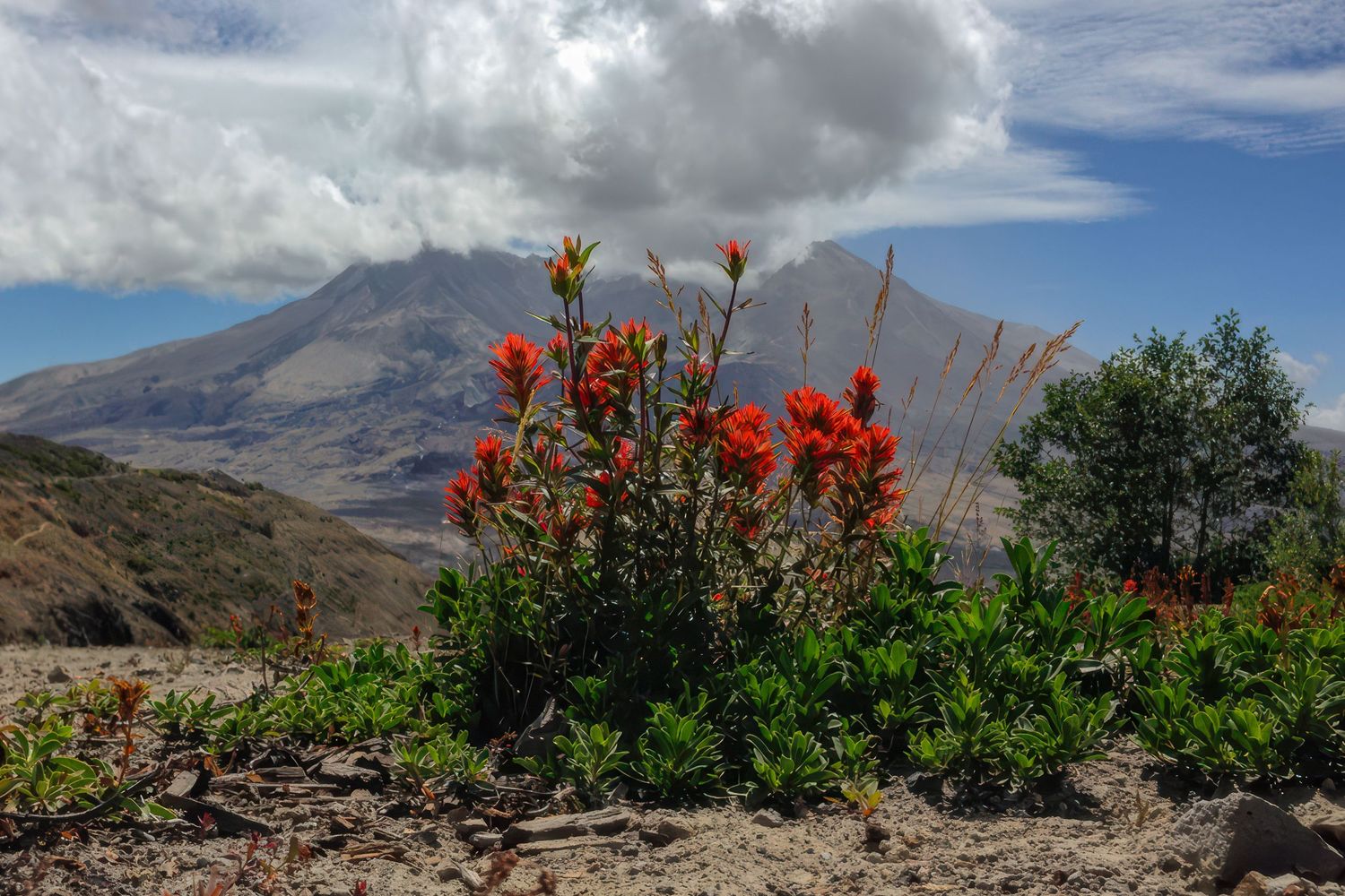 Vibrant red Indian paintbrush wildflowers bloom in the foreground with Mount St. Helens volcanic crater in the background.