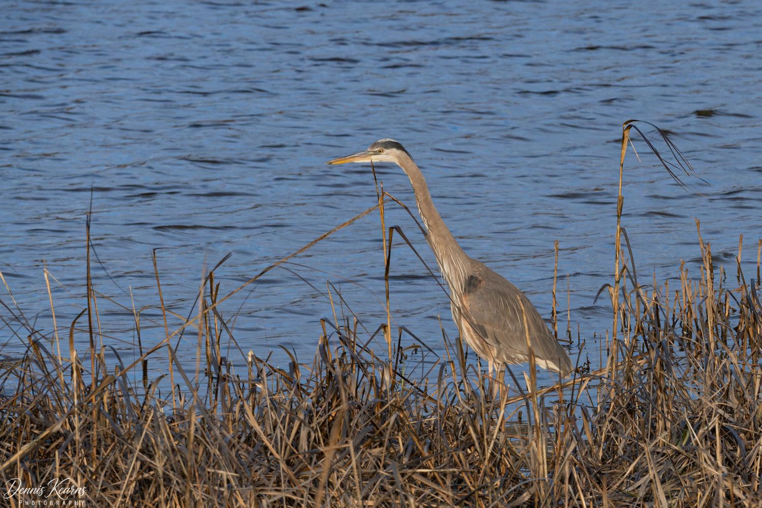 A great blue heron stands among dry reeds at the edge of a calm blue waterway in a natural wetland habitat.