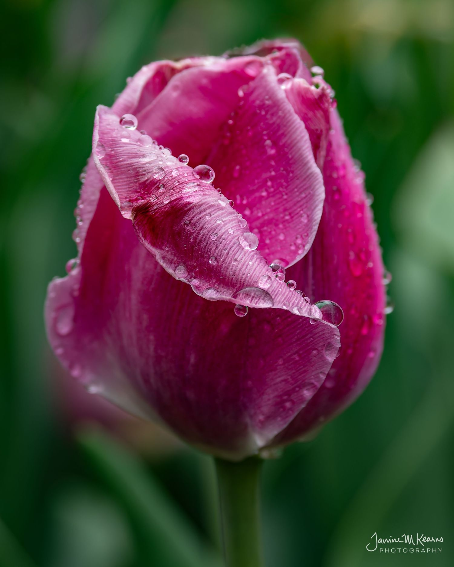 Pink Tulip in the rain. Water droplets. Longwood Gardens, Kennett Square, PA