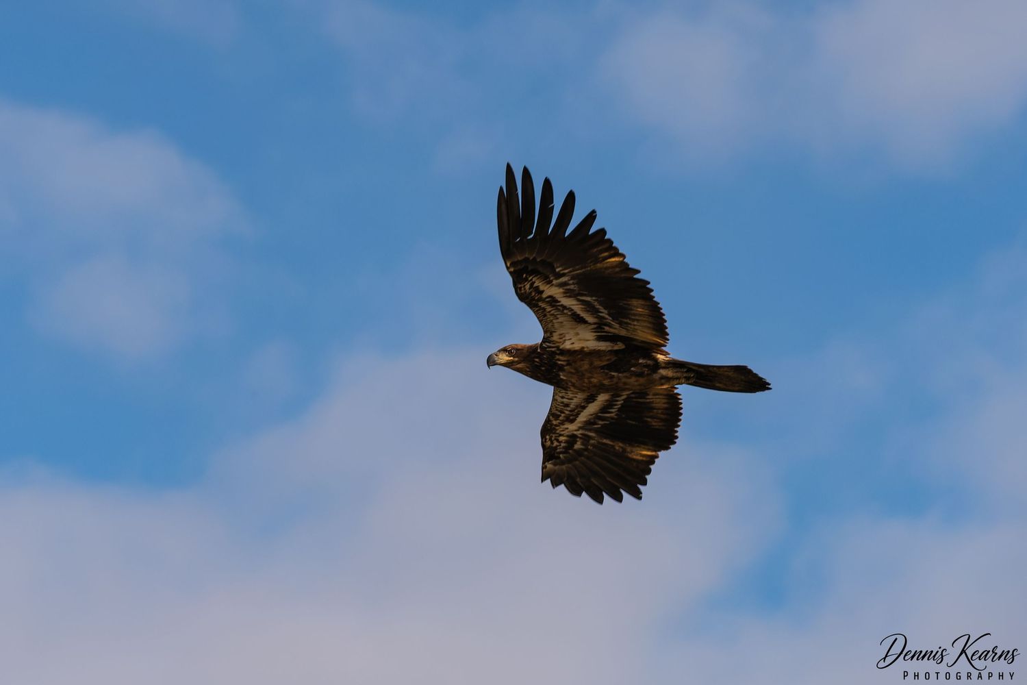 A dark juvenile eagle soaring through a blue sky with scattered white clouds, wings fully spread in graceful flight.