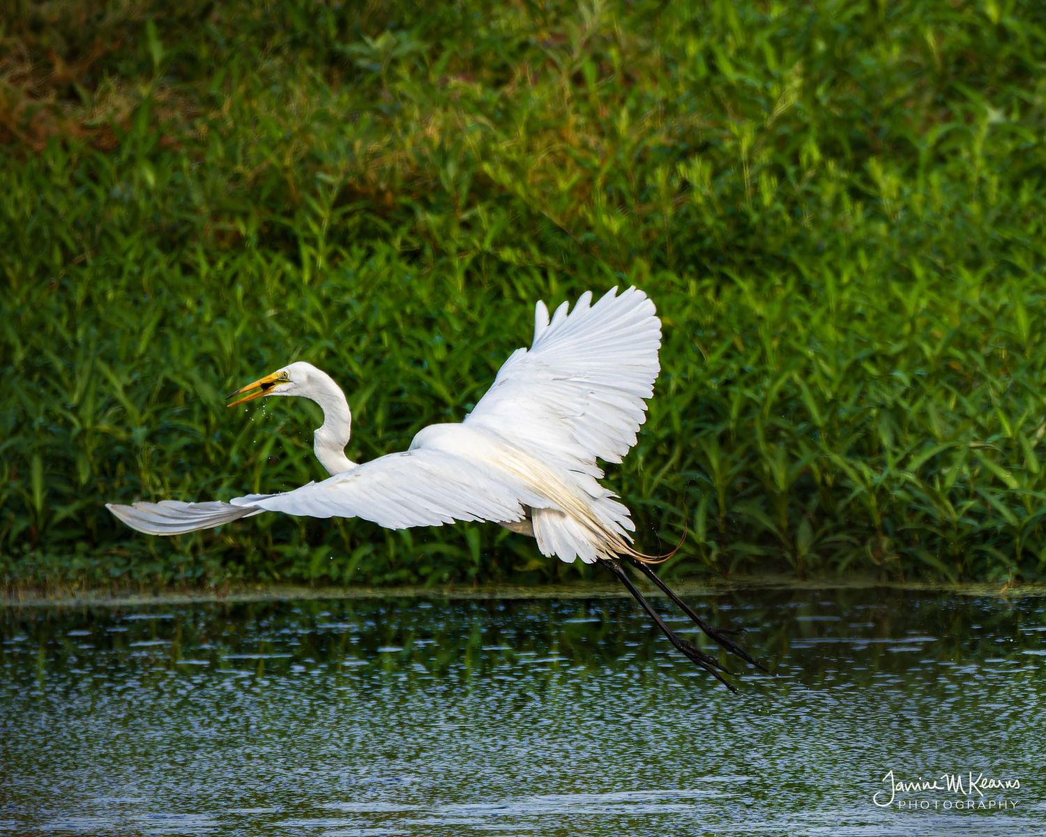 A great egret spreads its white wings gracefully while taking flight over a calm water surface near lush green grass.