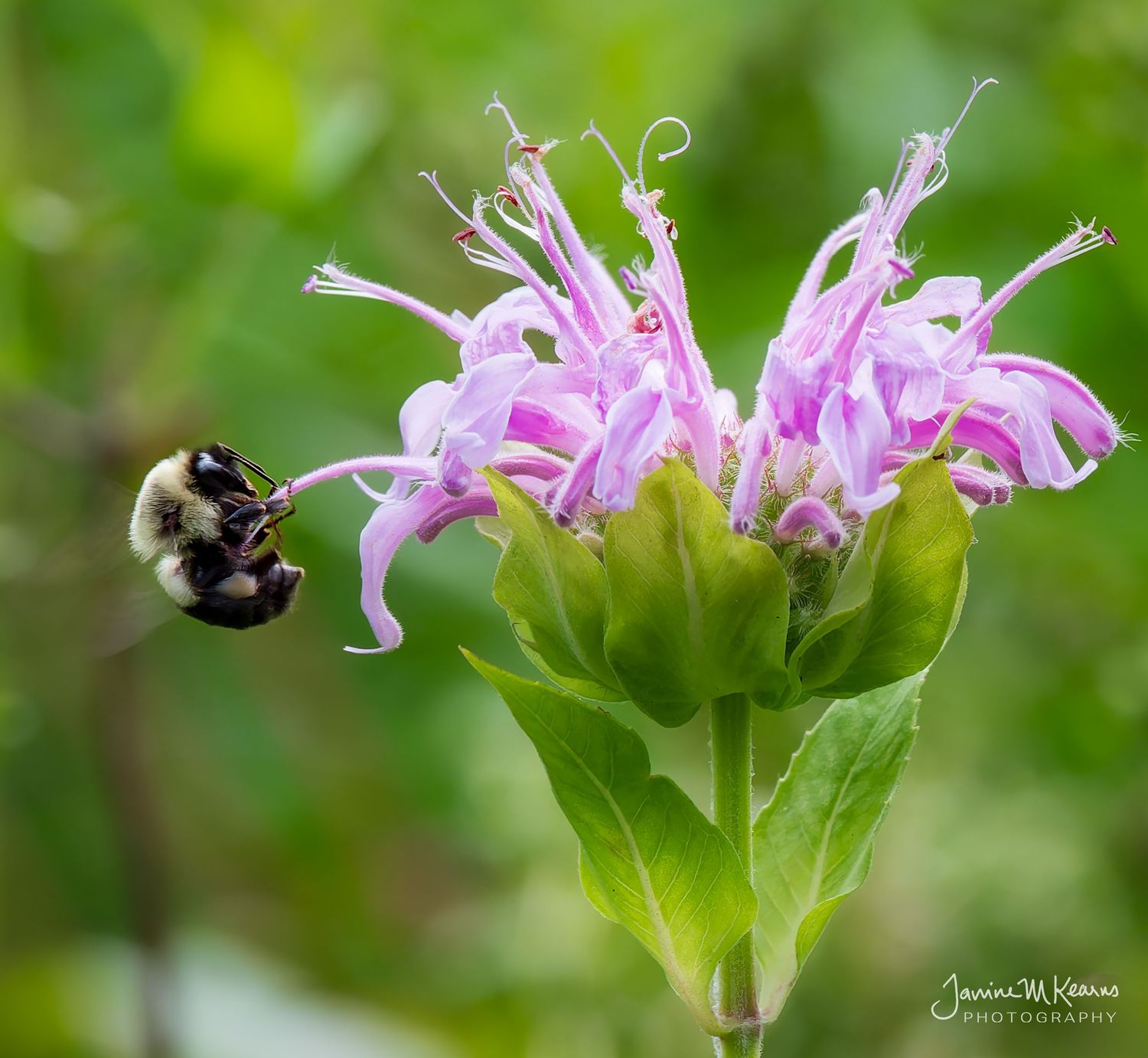 Bumblebee barely hanging on to bee balm - pink wild bergamot flowers with green bokeh background.