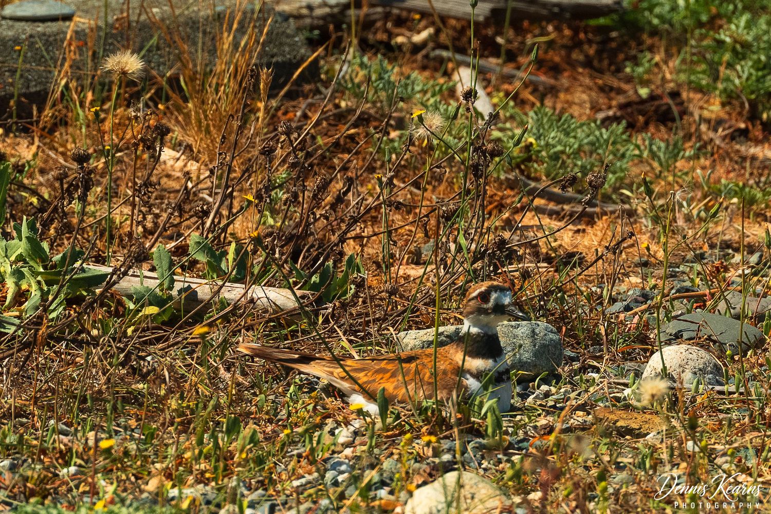 A Killdeer lying on the ground along a stretch of gravel and driftwood.