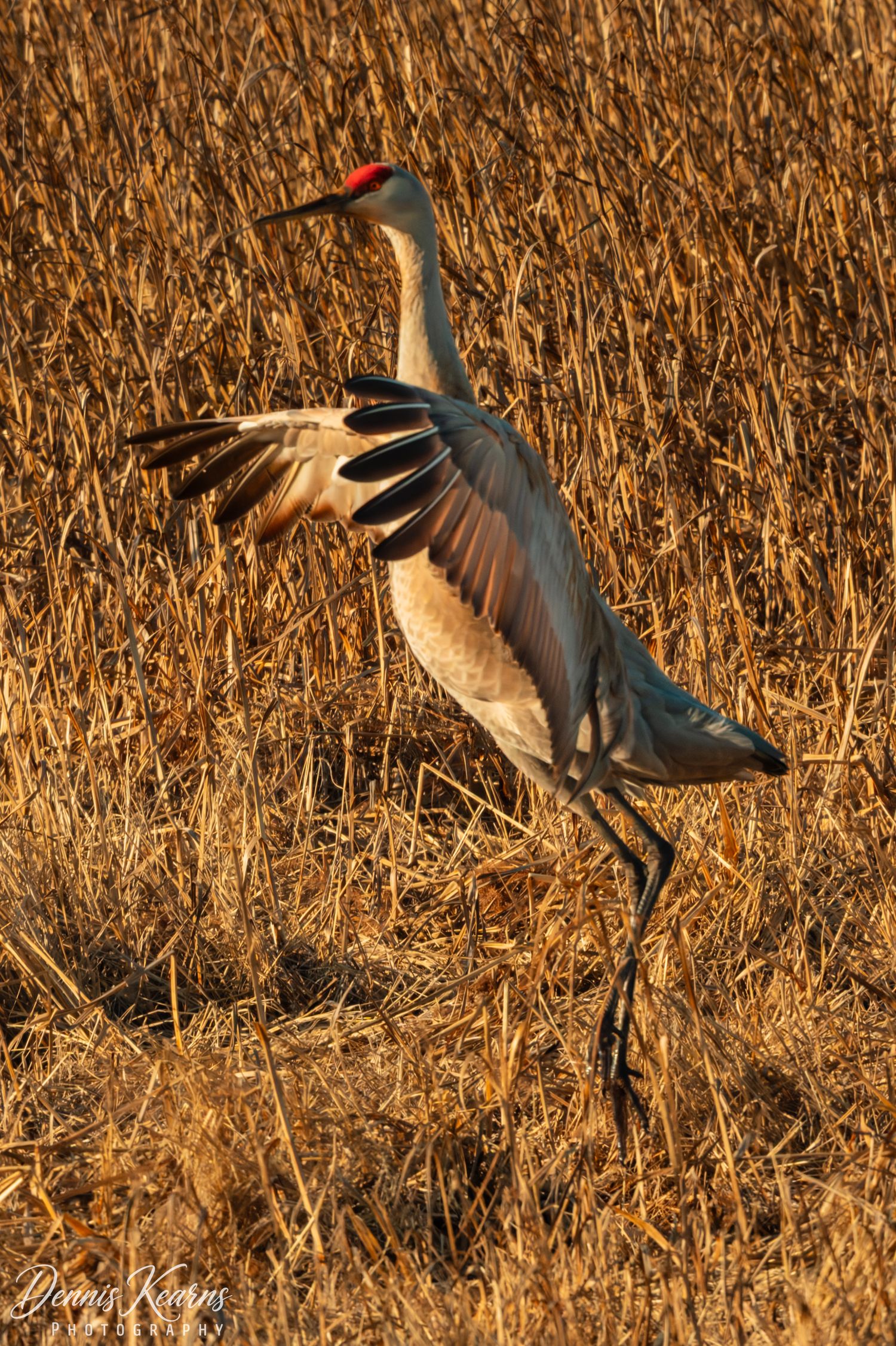 Sandhill crane spreading its wings  in dace backlit by golden marsh grass, showcasing a red crown and gray plumage in warm sunset light.