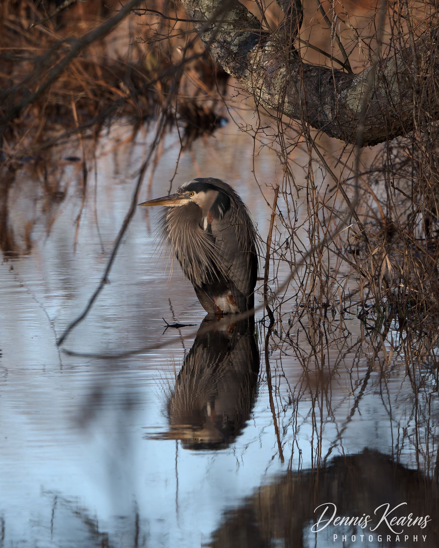 A Great Blue Heron framed by overhanging branches with a clear reflection beneath it.