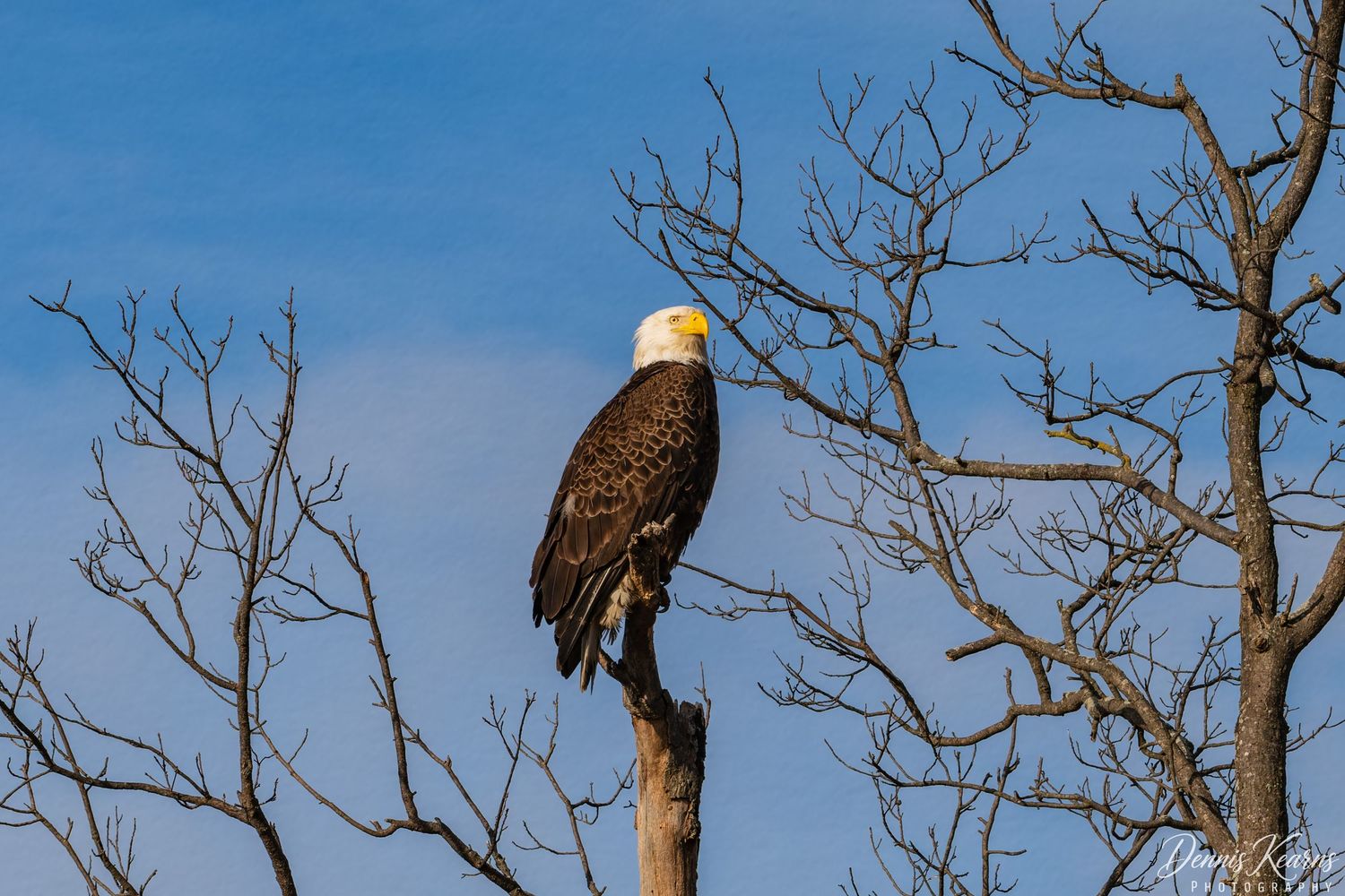 Bald eagle perched on a bare tree branch against a clear blue sky in winter.
