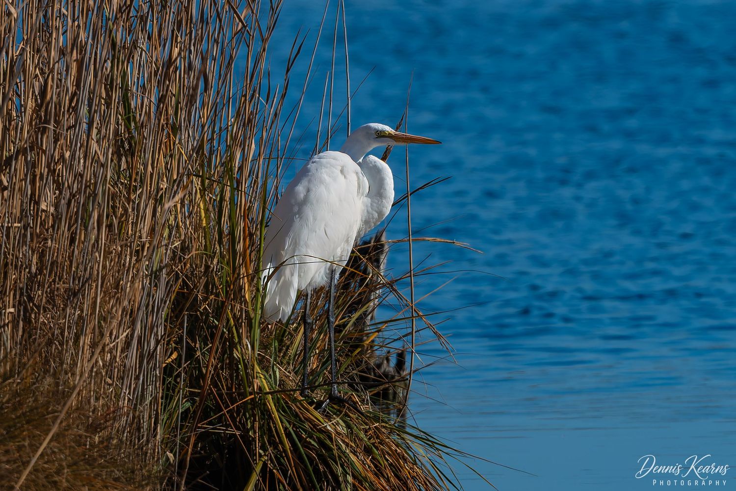 A great egret perched among tall brown reeds besides Gordin Pond in Cape Henlopen State Park