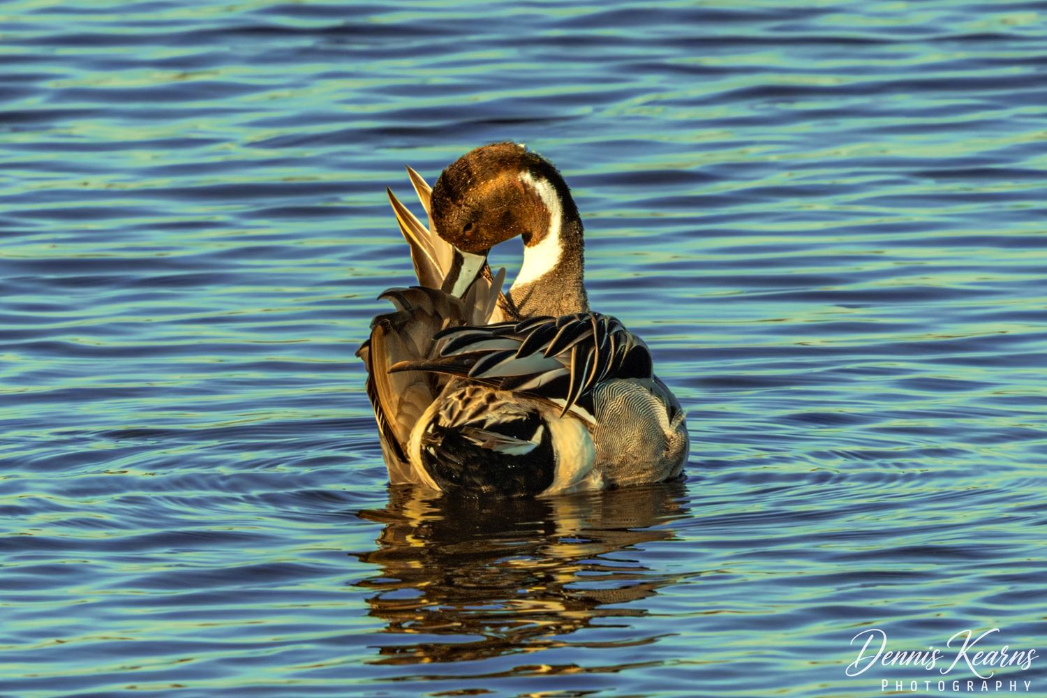 A male Northern pintail duck preening its feathers while floating on shimmering blue water in golden light.