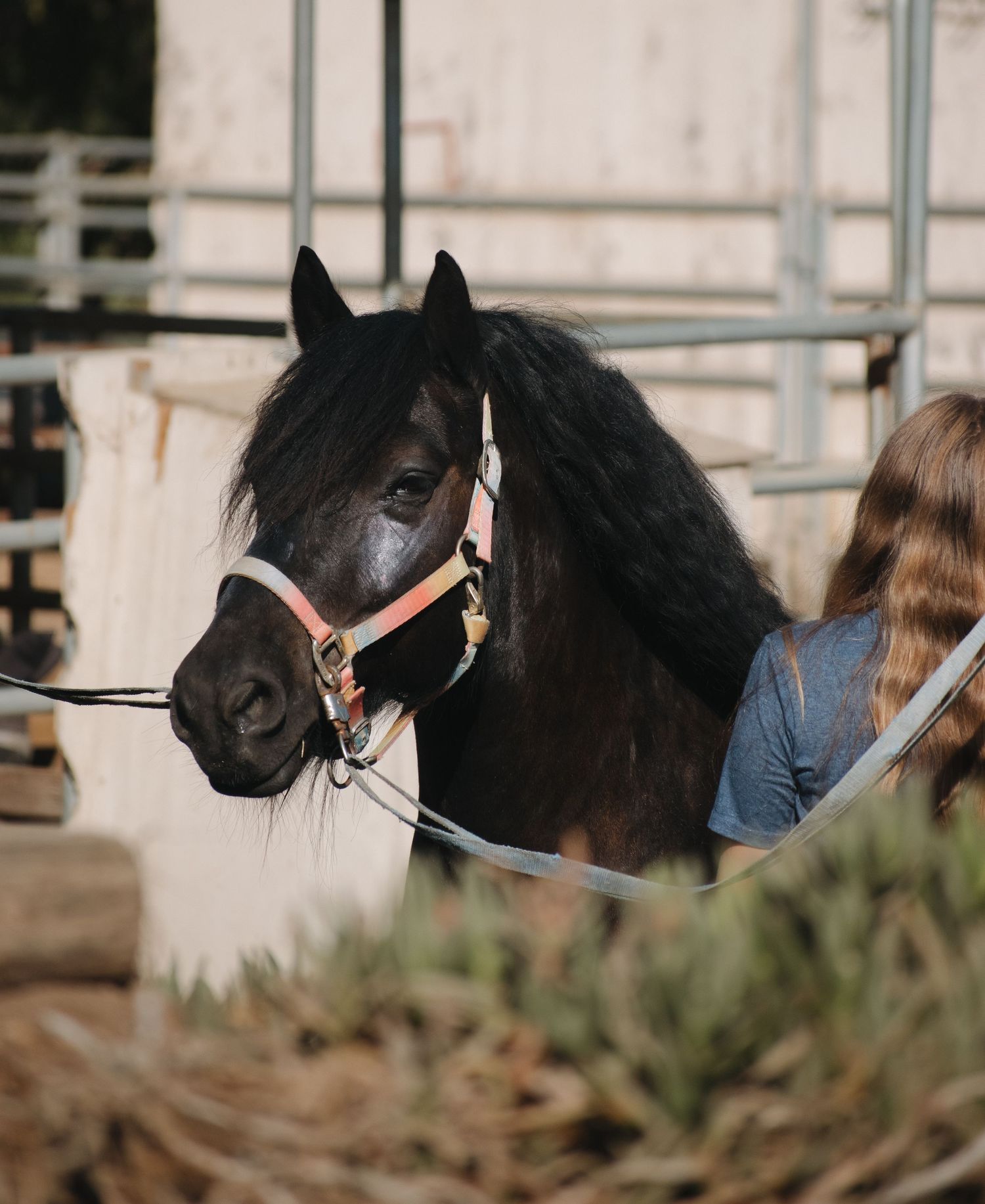 A dark bay horse wearing a colorful halter stands in a corral with a young woman beside it.