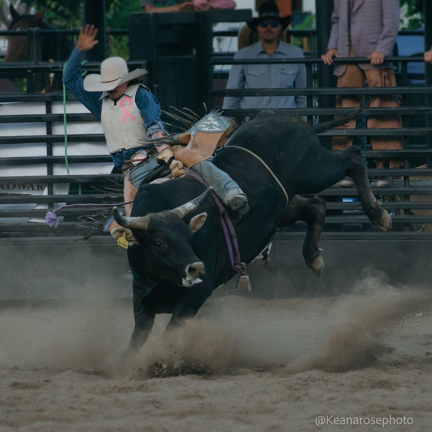 A bull rider holds on as a black bull bucks aggressively in a dusty rodeo arena.